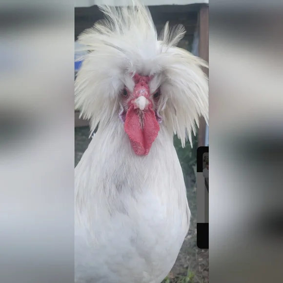 MELODY'S LIVE SHOW HOST LISTING - Picture 15 of 15